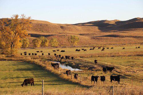 Ranch Hand needed at Nebraska Cattle Ranch
