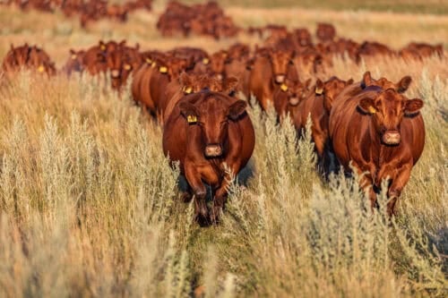 Bieber Red Angus