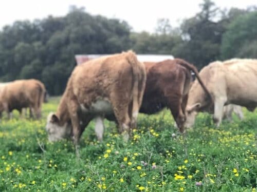 Brookshire Farm, Louisiana