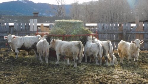 Cobb Charolais MT