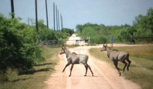 Joya Corona Ranch TX
