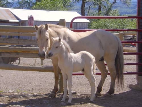 Fjord Horse Farm