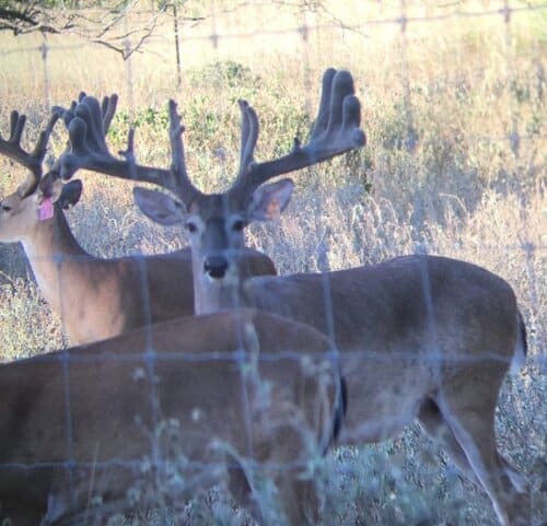 Ranch Foreman / Manager needed at south Texas Hunting