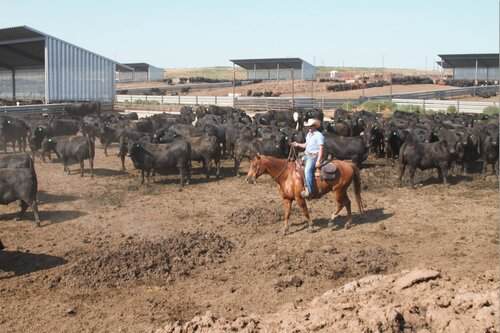 Cowboy / Pen Riders needed at Feed Yard in Red Cloud, Nebraska
