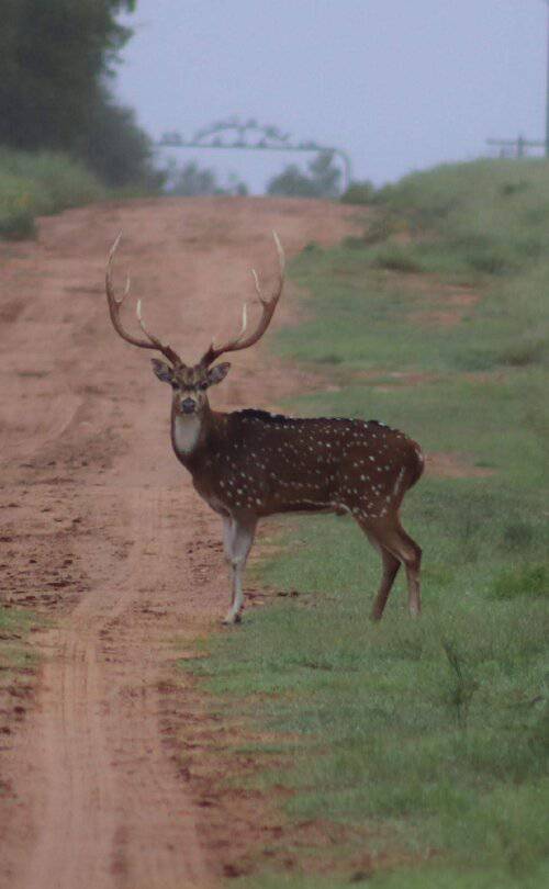 Ranch Foreman / Manager needed at south Texas Hunting Ranch 55k