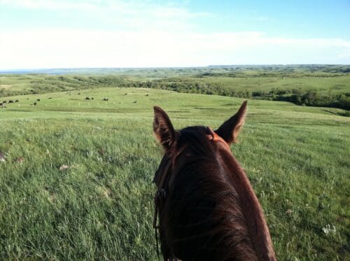 Flying O Ranch ND