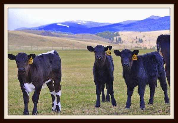 Boomer Ranch, Montana