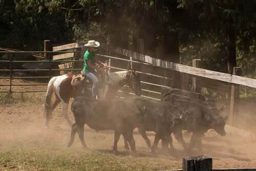 Experienced Wrangler / Ranch Hand needed at Idaho Dude Ranch