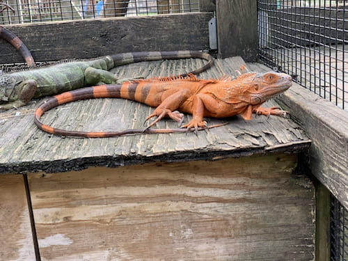 Orange iguana