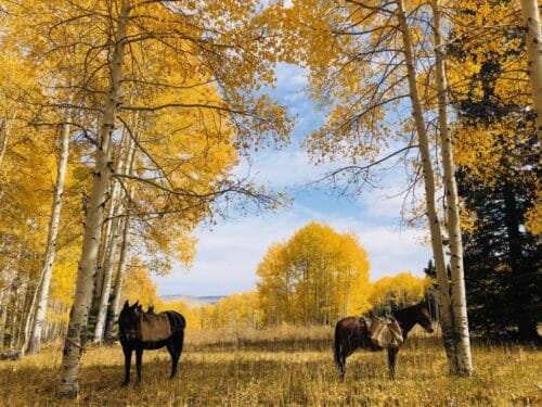 J Bar H Outfitters - Colorado