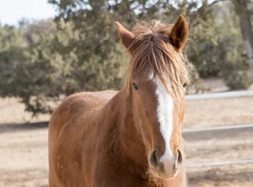 The Horse Shelter NM