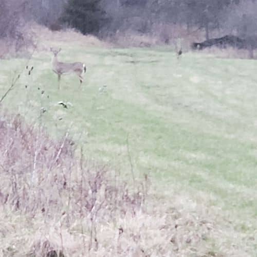 Deer in field