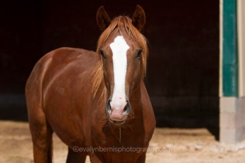 The Horse Shelter NM