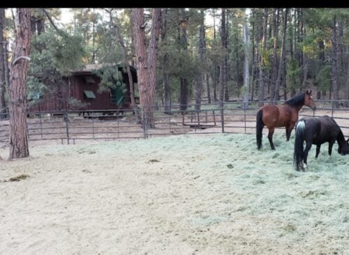 AZ Horse Camp