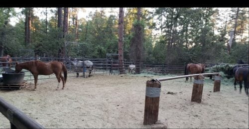 AZ Horse Camp