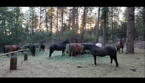 AZ Horse Camp