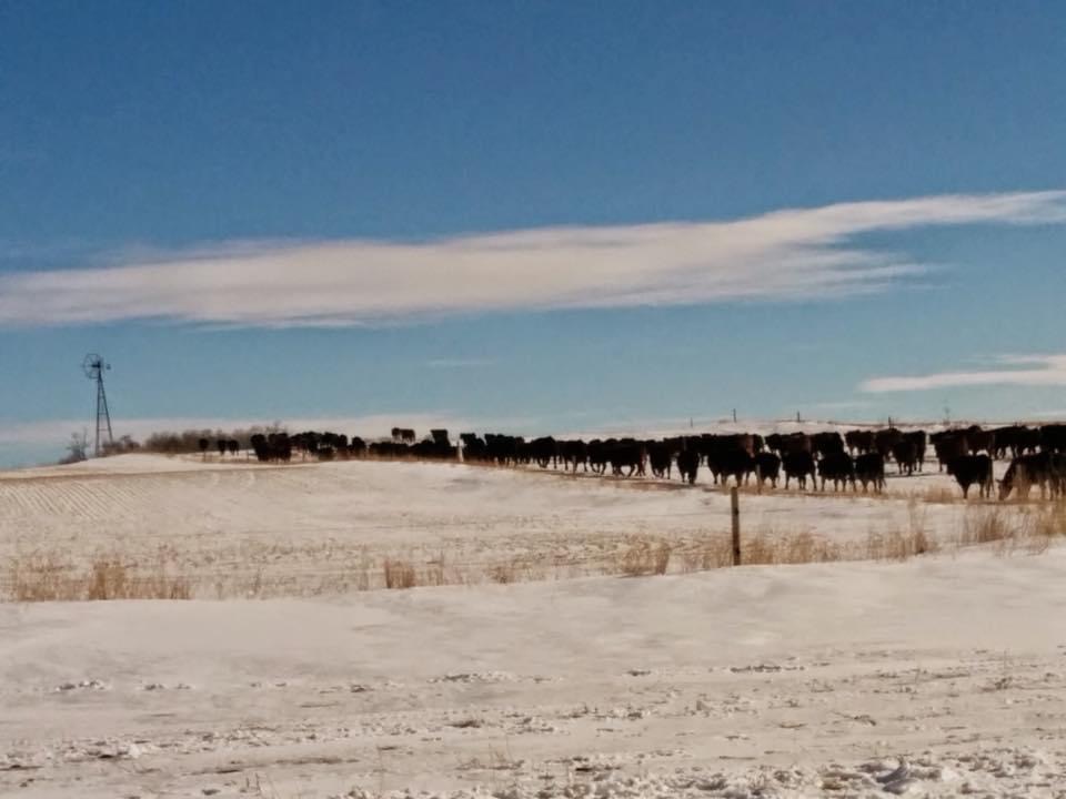 Prairieland & Cattle Alberta