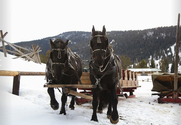 320 Guest Ranch Sleigh Ride