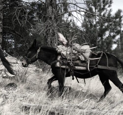 Hells Canyon Outfitters - ID