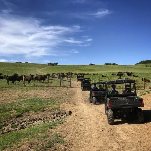 Ranch Hands needed at Bison Ranch / Guest Ranch in Colorado