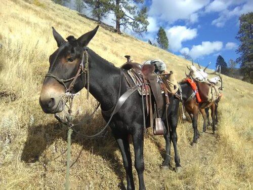 Packer needed for Idaho Hunting Outfitter Start ASAP