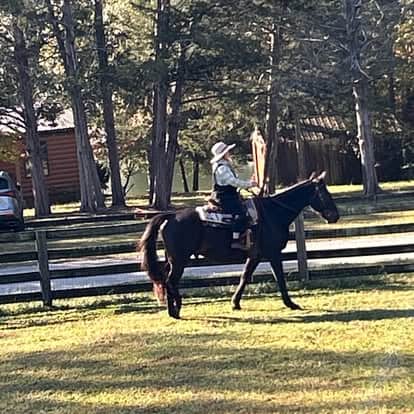 horse