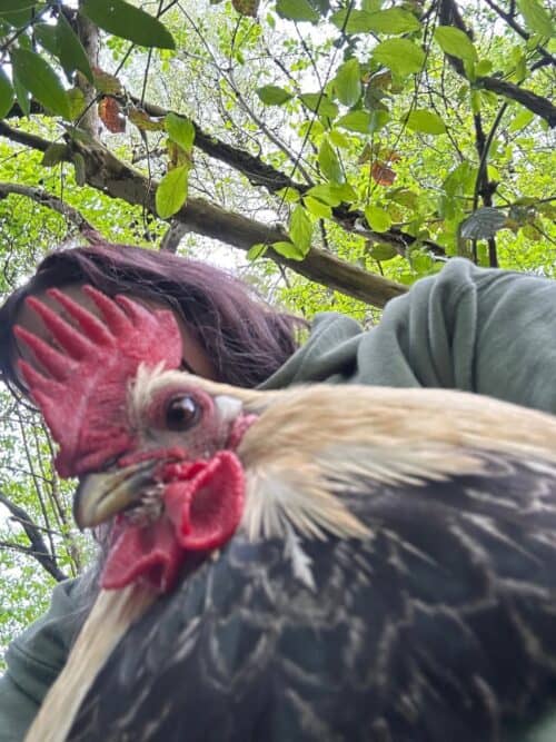 rooster