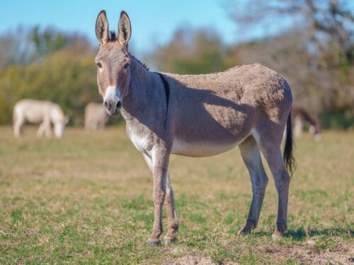 Black Beauty Ranch TX