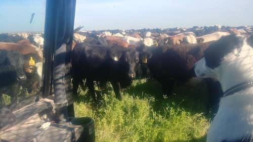 4L Grazing - Kansas