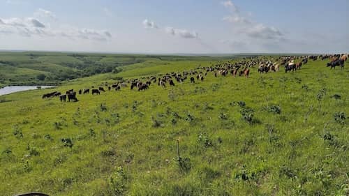 4L Grazing - Kansas