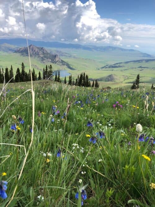 Sieben Live Stock Co. Montana