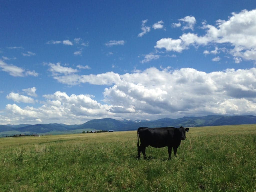 Spur Cross Ranch - Montana