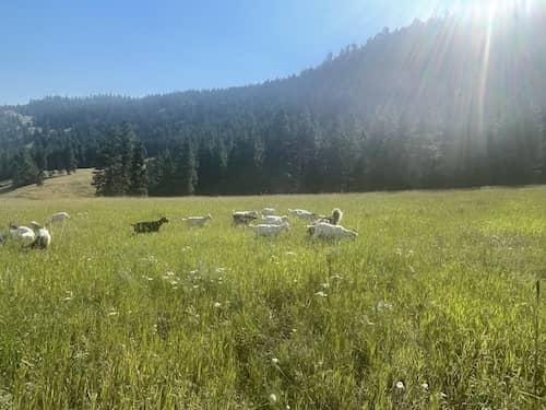 5 Nickel Ranch WA