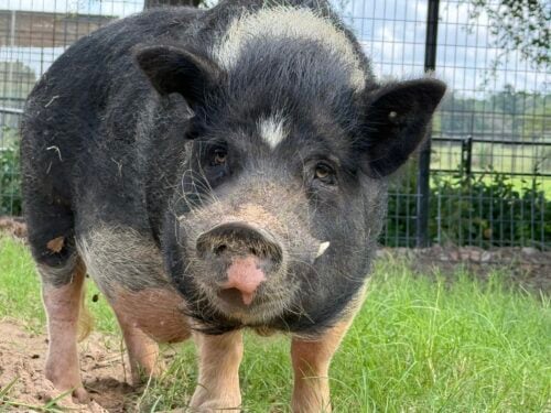 Black Beauty Ranch TX