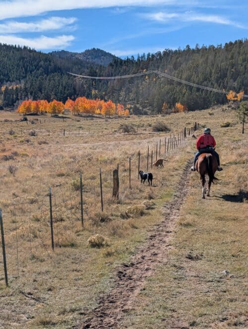 Headwaters Hounds Sanctuary CO