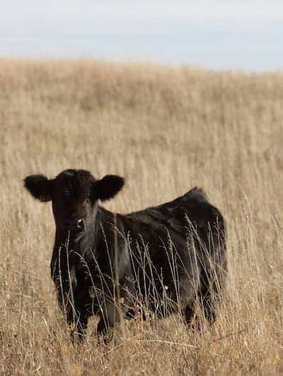 Lazy C Diamond Ranch - ND