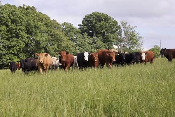 7 Springs Farm Cattle