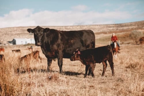 Dyk Ranch WA