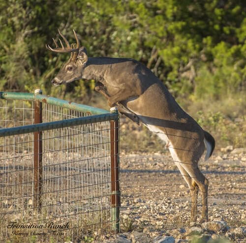 Transition Ranch - Texas