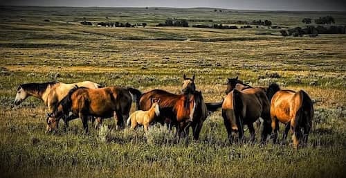 Klein Ranch SD