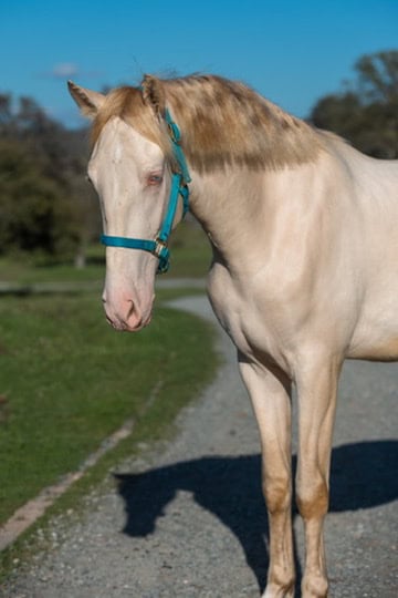 Casini Cavalli CA