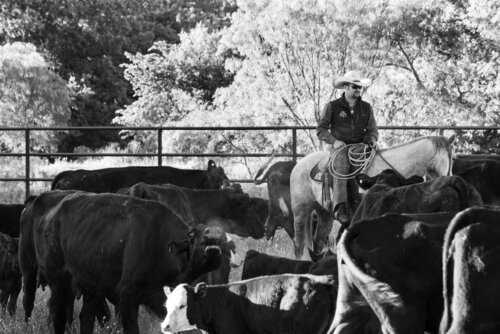 Position Wanted Ranch Hand / Manager