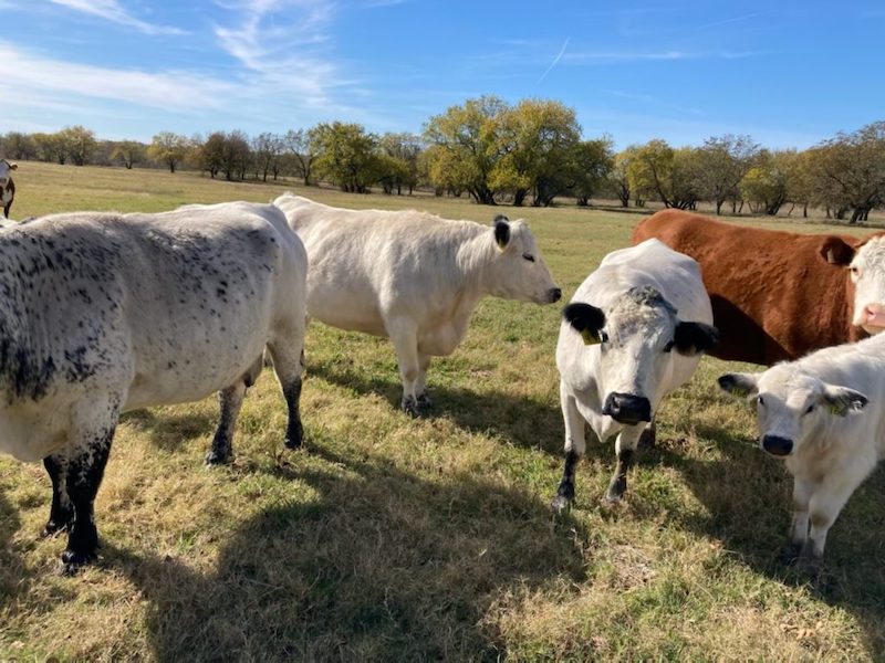 T-Shai Farms Texas