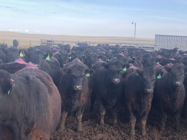 Hailstone Heifer Development - Montana