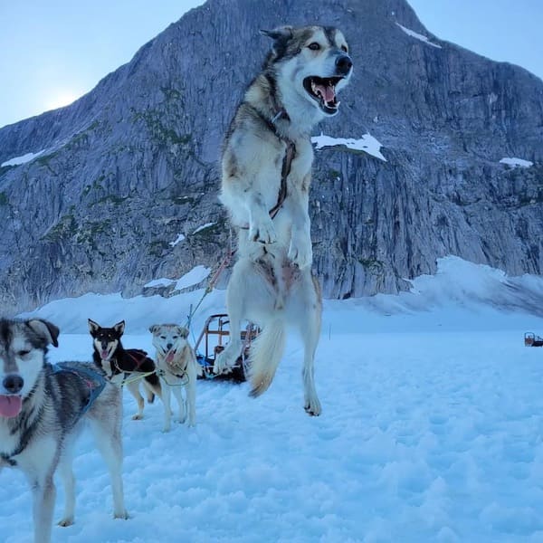 Alaska Icefield Expeditions Dog Sled Tours