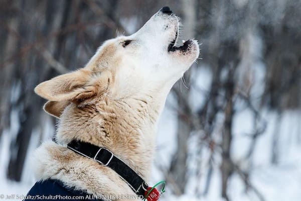 Alaska Icefield Expeditions Dog Sled Tours