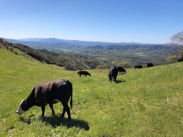 Avenales Ranch - California