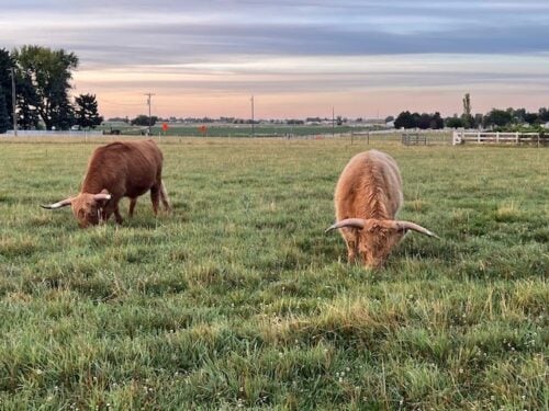 Meridian Idaho Farm