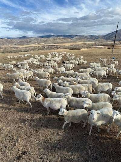 Baldy Basin Ranch Idaho