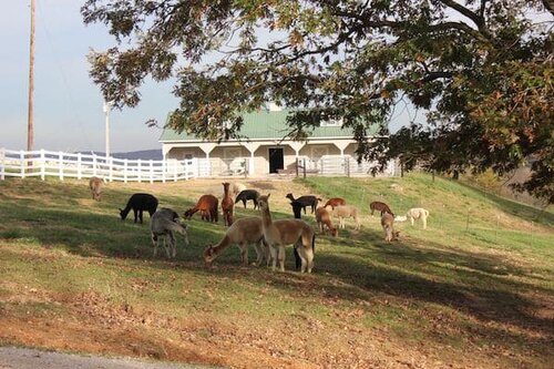 Alpaca Midwest - Missouri